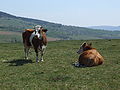 * Nomination Cows in polish mountain (Masyw Śnieżnika, Glatzer Schneegebirge) near town Międzylesie (Mittelwalde) --Pudelek 13:21, 18 June 2009 (UTC) * Decline Unhappy shot: bull shit at foreground and closed eye --George Chernilevsky 13:34, 18 June 2009 (UTC)