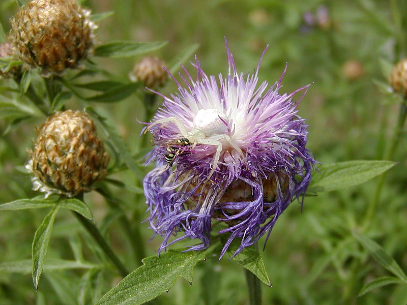 File:Crab spider.JPG