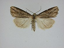 Crambodes talidiformis.jpg