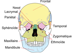 Les os du crâne