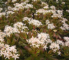 Crassula ovata (arbre de Jade)