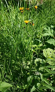 Crepis mollis.jpg