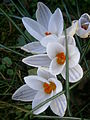 Crocus biflorus close-up