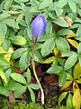 Crocus speciosus opening