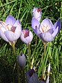 Crocus speciosus