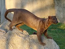 Un mammifère ressemblant à un chat sur un rocher