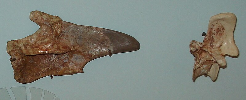 File:Ctenosauriscus koeneni.JPG