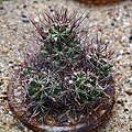 Cumarinia odorata, syn. Coryphantha odorata, 2019-05-10