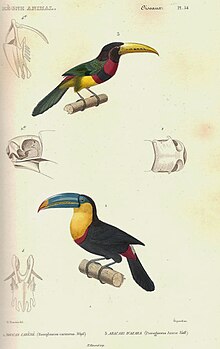 Esquisses d'oiseaux au plumage coloré et au grand bec.