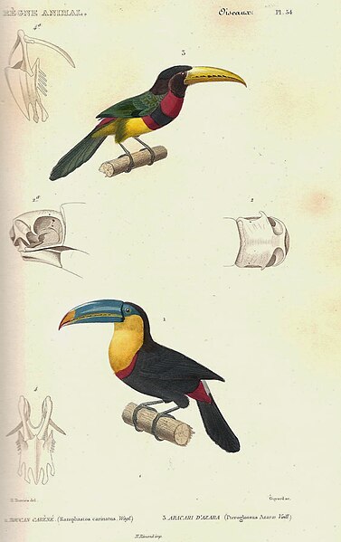 File:Cuvier-54-Araçari d'Azara et Toucan à carène.jpg