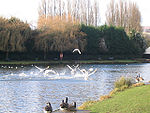 Boating Lake Park