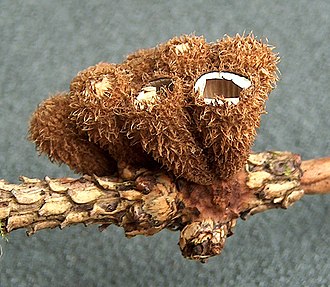 The outer surface of C. striatus is covered with a shaggy or woolly tomentum. Cyathus striatus Uurrepesasieni H7618 C.jpg