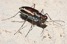 Cylindera lemniscata P1090510a.jpg