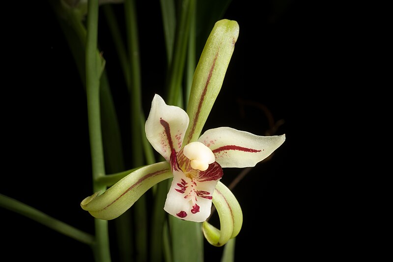 File:Cymbidium lancifolium Hook., Exot. Fl. 1 t. 51 (1823) (48547667002).jpg