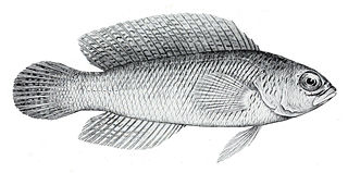 <i>Cypho purpurascens</i> Species of fish