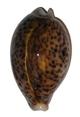 Cypraea pantherina