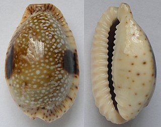 <i>Naria nebrites</i> species of mollusc