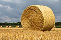 * Nomination Bales of straw on a harvested grain field in the Dernekamp hamlet, Kirchspiel, Dülmen, North Rhine-Westphalia, Germany --XRay 03:38, 24 August 2021 (UTC) * Promotion  Support Good quality -- Johann Jaritz 03:42, 24 August 2021 (UTC)