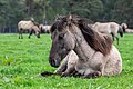* Nomination Dülmen wild horses at the wild horse track (nature reserve “Wildpferdebahn im Merfelder Bruch”, COE-004) in Merfeld, Dülmen, North Rhine-Westphalia, Germany --XRay 03:33, 29 May 2024 (UTC) * Promotion  Support Good quality. --Johann Jaritz 03:40, 29 May 2024 (UTC)