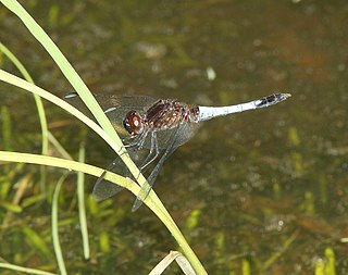 <i>Erythrodiplax basifusca</i> Species of dragonfly