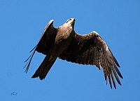 Svartglente, Milvus migrans Foto: Pierre-Marie Epiney