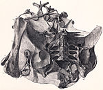 Holotype of Omosaurus (now Dacentrurus) armatus, from Sir Richard Owen's 1875 monograph. Dacentrurus holotype.jpg