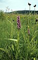 Dactylorhiza incarnata Germany - Zollhaus-Blumberg