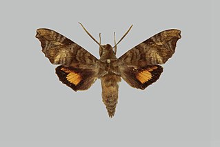 <i>Dahira nili</i> Species of moth