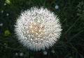 Dandelion seed head (Taraxacum officinale).jpg