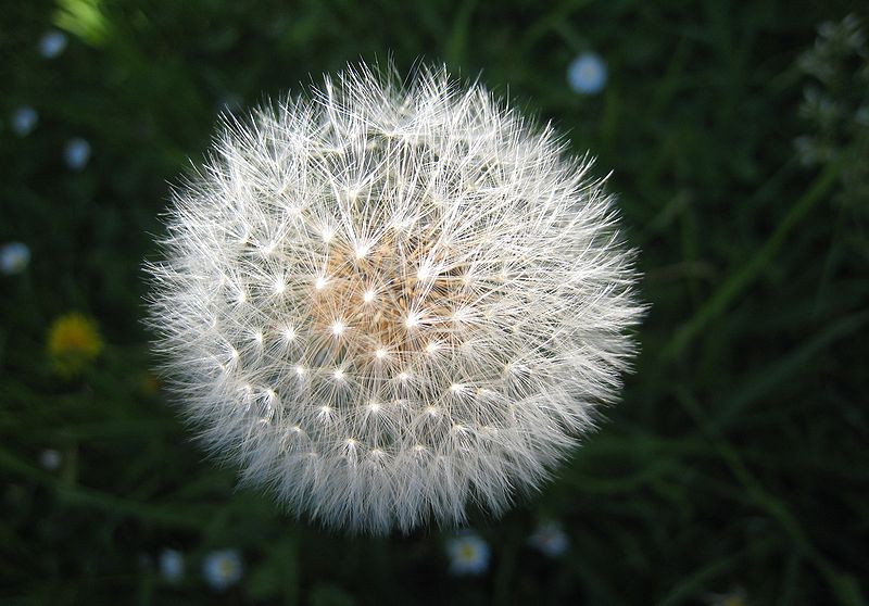 File:Dandelion seed head (Taraxacum officinale).jpg