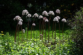 Bildbeschreibung Darmera peltata D.jpg.