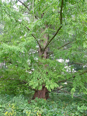 Metasequoia Glyptostroboides: Descripción, Historia, Usos