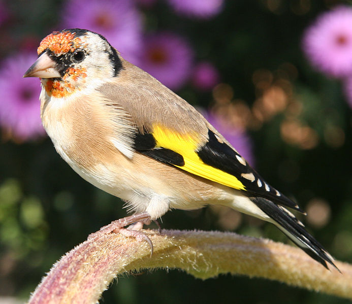 File:De Stieglitz lat Carduelis carduelis.jpg