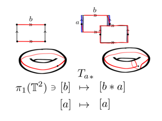 The automorphism on the fundamental group of the torus induced by the self-homeomorphism of the Dehn twist along one of the generators of the torus. Dehn twist induced isomorphism.png