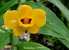 Dendrobium gibsonii.jpg