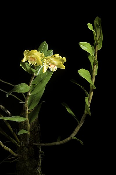 File:Dendrobium lowii Lindl., Gard. Chron. 1861 1046 (1861) (50606731213).jpg