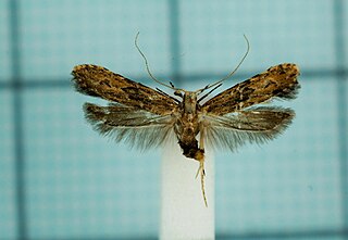 <i>Dendrophilia petrinopsis</i> Species of moth