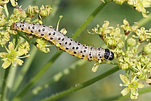 Depressaria radiella larva.jpg