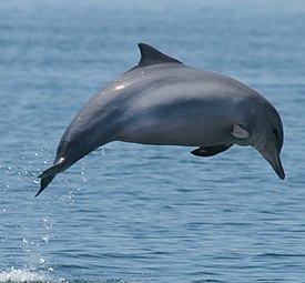 Guinese dolfijn die uit het water springt