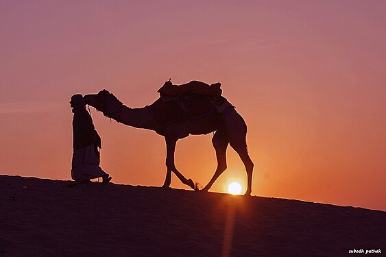 desert safari on a camel back is joy for tourists and daily bread for these camel owners