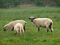 Sheep in Lower Saxony, Germany.