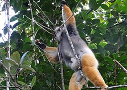 Diademed sifaka and baby at Périnet