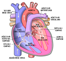 Diagram of the human heart az.svg