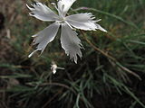 Čeština: Květ hvozdíku písečného českého (Dianthus arenarius subsp. bohemicus) v národní přírodní památce Kleneč. Okres Litoměřice, Česká republika.