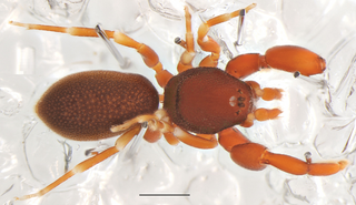 <i>Diaphorocellus</i> Genus of spiders