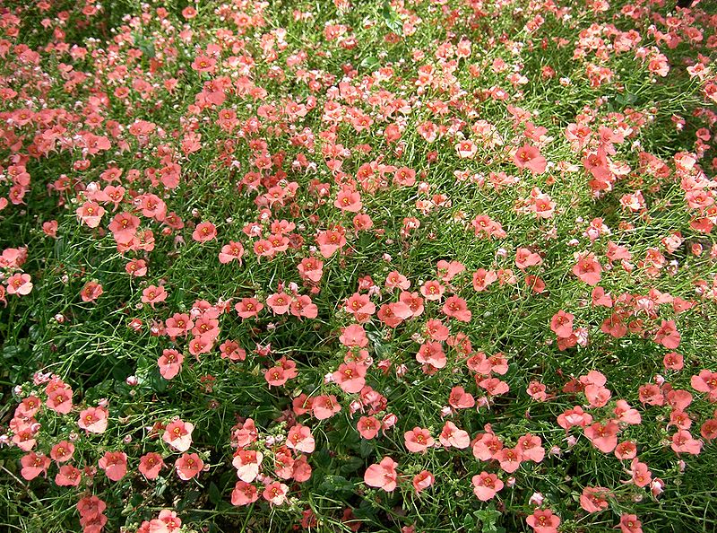 File:Diascia 'Coral Belle' 1.jpg