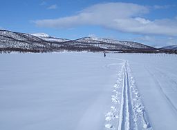 Diebrenjaure på vintern