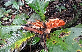 Fruitescence de D. harlingii