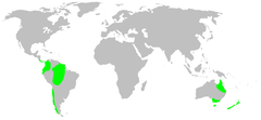 Distribution.synotaxidae.1.png