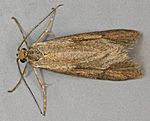 Diurnea lipsiella, Trawscoed, North Wales, Oct 2011 (20288190406).jpg